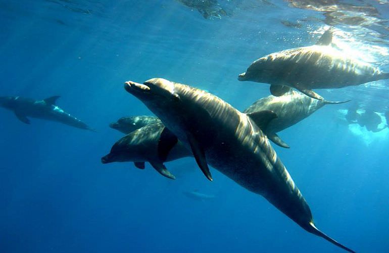 Delfin Tour in Safaga - Schwimmen mit freilebenden Delfinen 