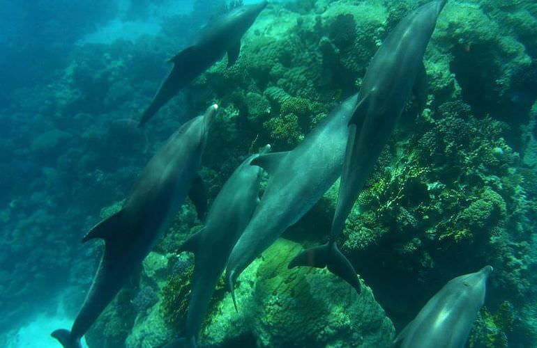 Delfin Tour in Safaga - Schwimmen mit freilebenden Delfinen 