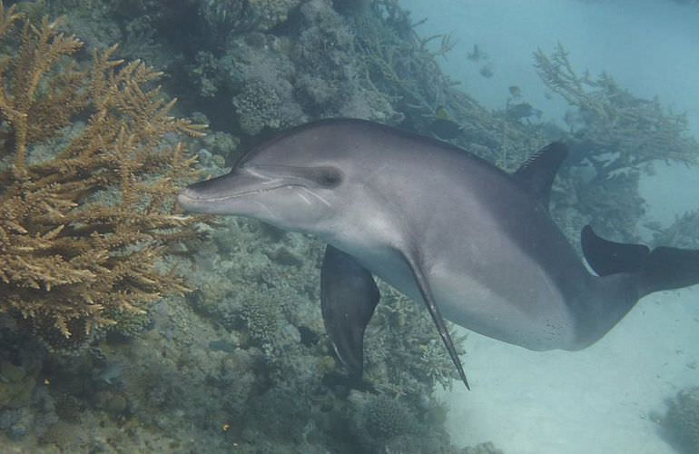 Delfinschwimmen in Safaga - Begegnung mit Delfinen in freier Wildbahn