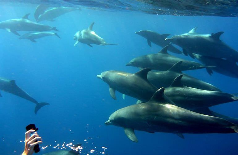 Private Delfin Tour in Safaga - Privater Bootsausflug zum Schnorcheln