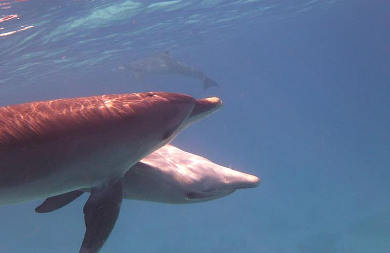 Delfin Tour in Safaga - Schwimmen mit freilebenden Delfinen 