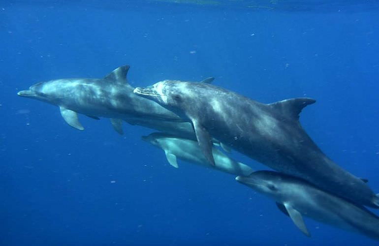 Delfinschwimmen in Safaga - Begegnung mit Delfinen in freier Wildbahn