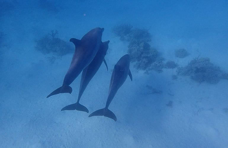 Delfinschwimmen in Safaga - Begegnung mit Delfinen in freier Wildbahn