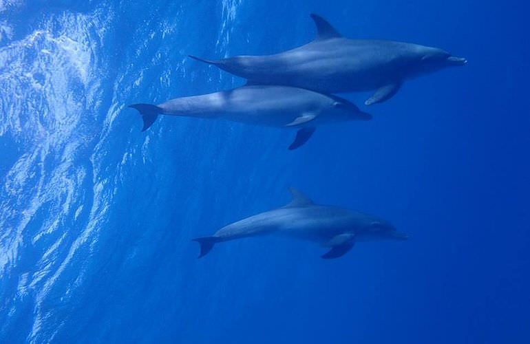 Delfin Tour in Safaga - Schwimmen mit freilebenden Delfinen 