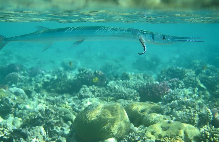 Insel Ausflug mit Schnorcheln ab Safaga - Karibik Feeling pur