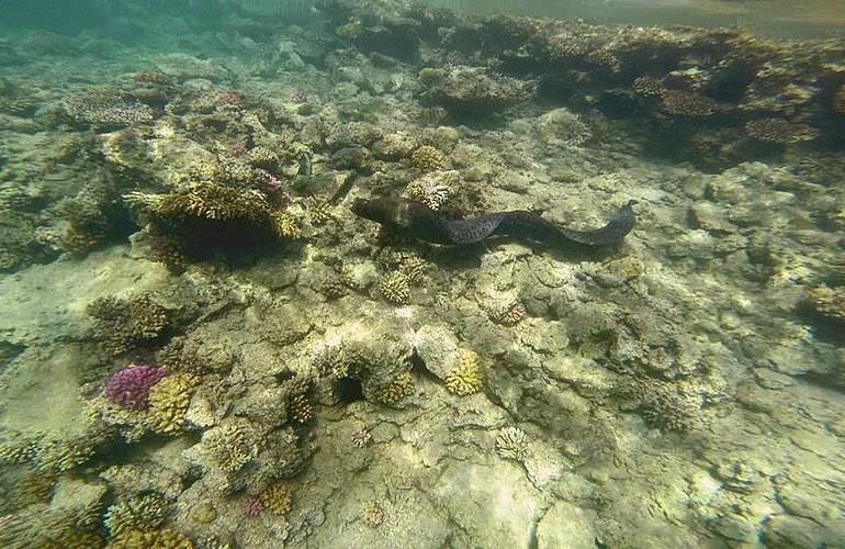 Insel Ausflug mit Schnorcheln ab Safaga - Karibik Feeling pur