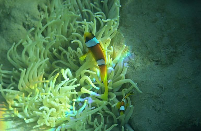 Insel Ausflug mit Schnorcheln ab Safaga - Karibik Feeling pur