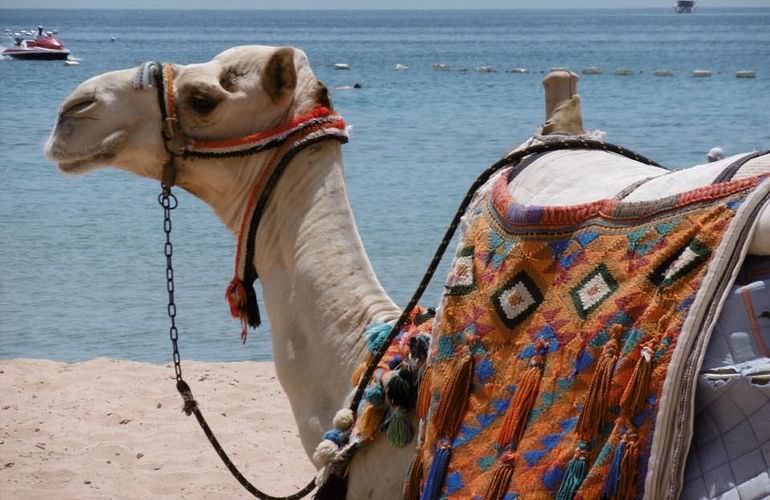 Kamelreiten in Safaga: Reiten am Strand oder in der Wüste