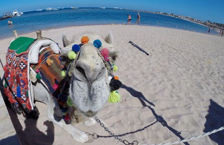 Kamelreiten in Safaga: Reiten am Strand oder in der Wüste