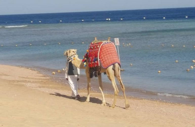 Kamelreiten in Safaga: Reiten am Strand oder in der Wüste