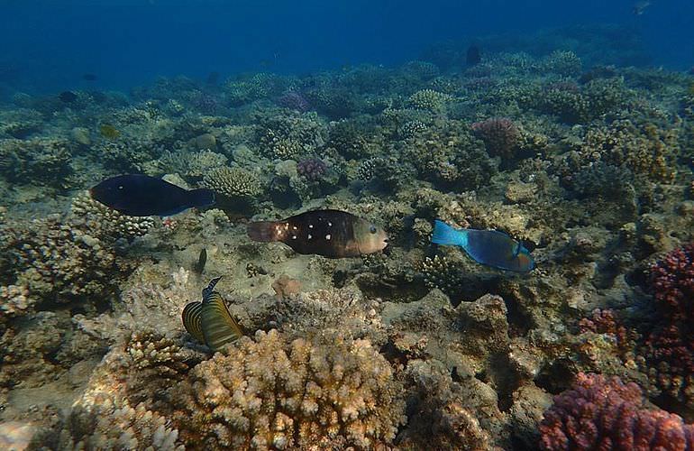 Ganztagestour von Safaga zur Orange Bay Insel mit Schnorcheln