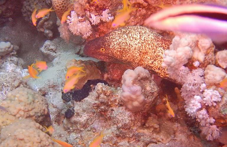 Ganztagestour von Safaga zur Orange Bay Insel mit Schnorcheln