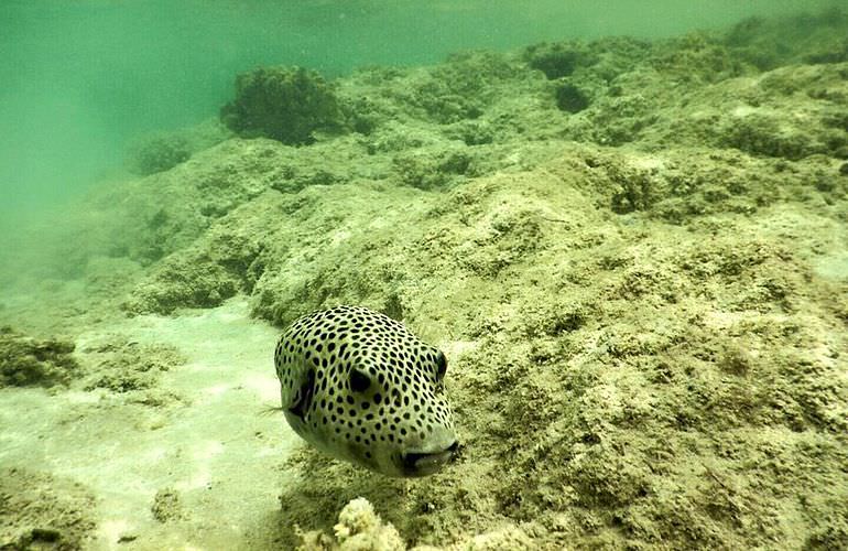 Ganztagestour von Safaga zur Orange Bay Insel mit Schnorcheln