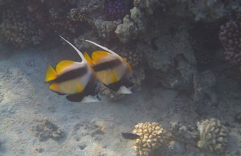 Ganztagestour von Safaga zur Orange Bay Insel mit Schnorcheln