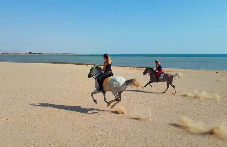 Pferde Reiten in Safaga: Reiten am Strand oder in der Wüste