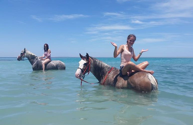 Pferde Reiten in Safaga: Reiten am Strand oder in der Wüste