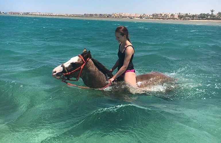 Pferde Reiten in Safaga: Reiten am Strand oder in der Wüste