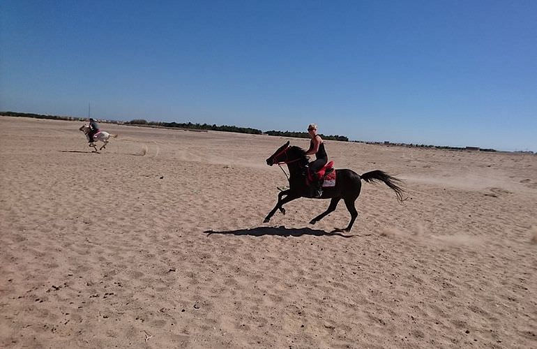 Pferde Reiten in Safaga: Reiten am Strand oder in der Wüste