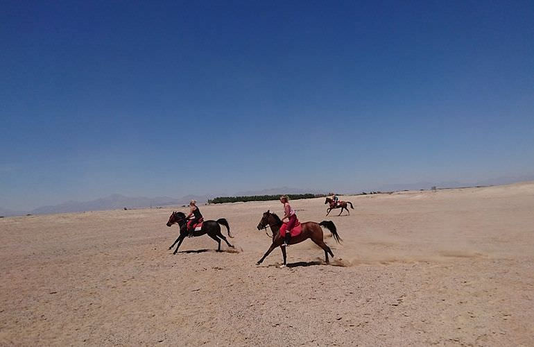 Pferde Reiten in Safaga: Reiten am Strand oder in der Wüste