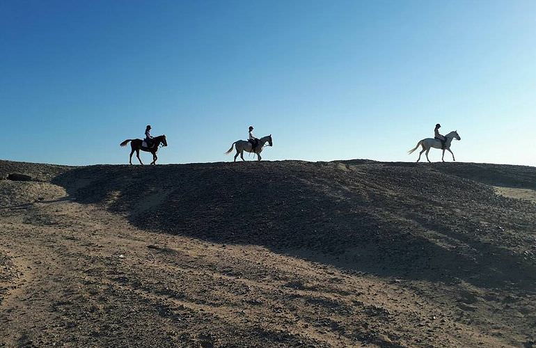 Pferde Reiten in Safaga: Reiten am Strand oder in der Wüste