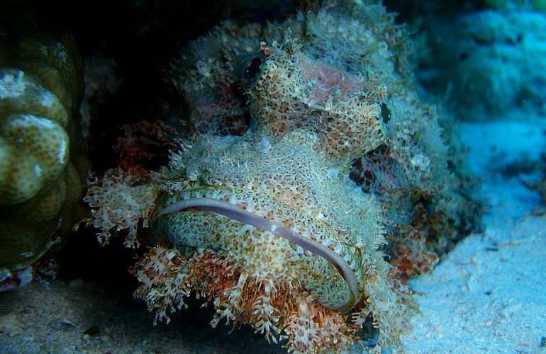 Fun Diving Safaga - Ganztägige Tauchfahrt mit 2 Tauchgängen