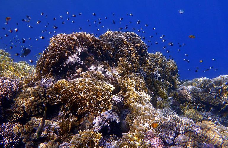 Fun Diving Safaga - Ganztägige Tauchfahrt mit 2 Tauchgängen