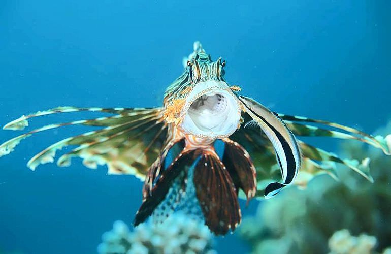 Fun Diving Safaga - Ganztägige Tauchfahrt mit 2 Tauchgängen