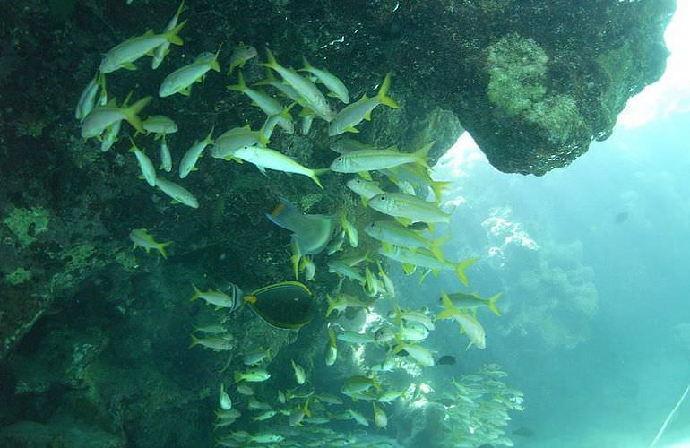 Fun Diving Safaga - Ganztägige Tauchfahrt mit 2 Tauchgängen