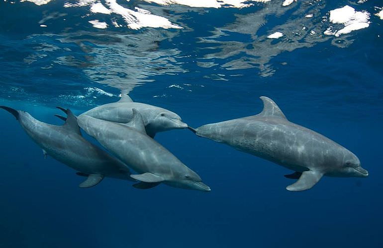 Fun Diving Safaga - Ganztägige Tauchfahrt mit 2 Tauchgängen