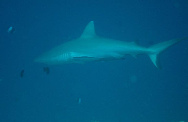 Fun Diving Safaga - Ganztägige Tauchfahrt mit 2 Tauchgängen