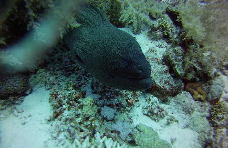 Fun Diving Safaga - Ganztägige Tauchfahrt mit 2 Tauchgängen