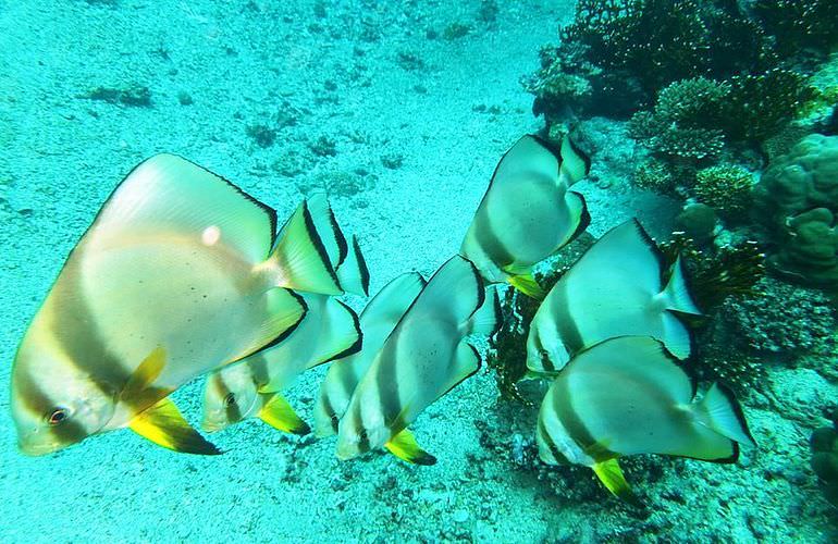 Fun Diving Safaga - Ganztägige Tauchfahrt mit 2 Tauchgängen