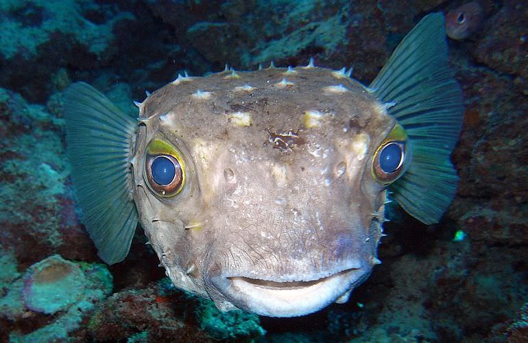 Auffrischungskurs: PADI Scuba Review Programm in Safaga