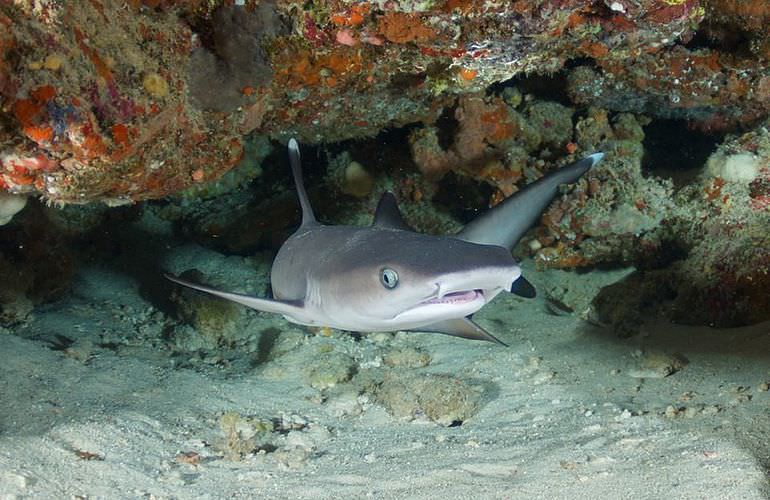 Fun Diving Safaga - Ganztägige Tauchfahrt mit 2 Tauchgängen