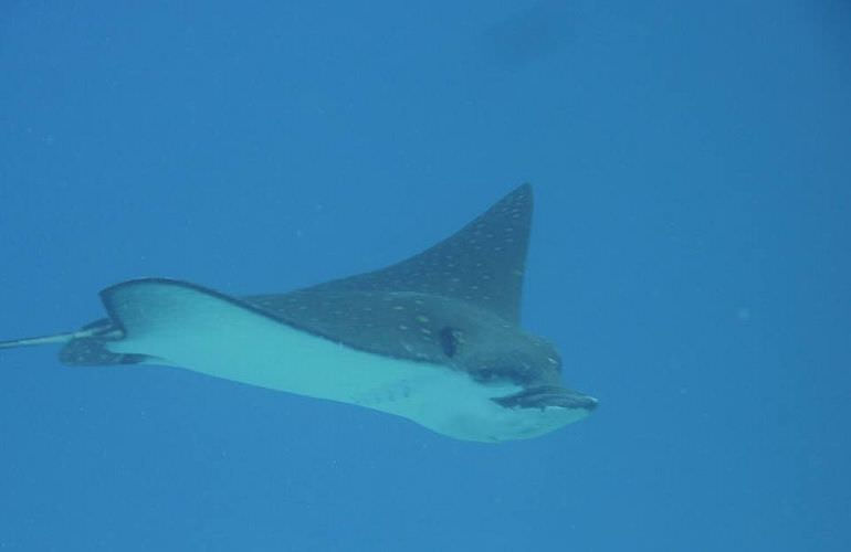 Fun Diving Safaga - Ganztägige Tauchfahrt mit 2 Tauchgängen