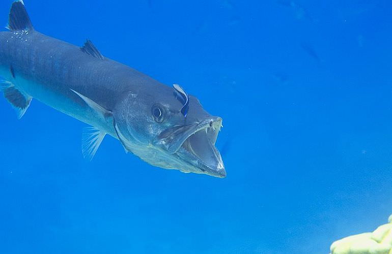 Fun Diving Safaga - Ganztägige Tauchfahrt mit 2 Tauchgängen