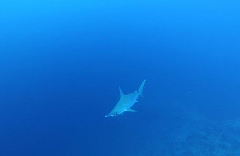 Fun Diving Safaga - Ganztägige Tauchfahrt mit 2 Tauchgängen