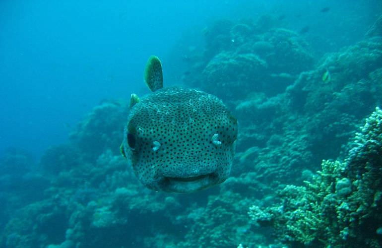 Fun Diving Safaga - Ganztägige Tauchfahrt mit 2 Tauchgängen