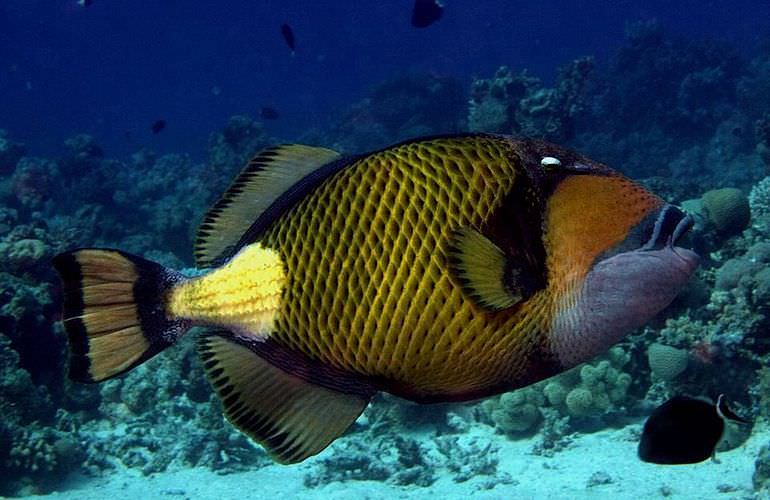 Fun Diving Safaga - Ganztägige Tauchfahrt mit 2 Tauchgängen