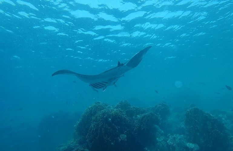 Auffrischungskurs: PADI Scuba Review Programm in Safaga