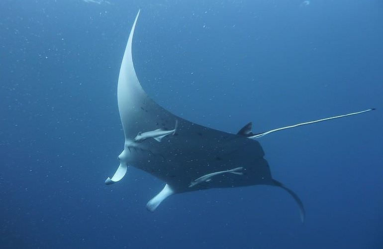 PADI Scuba Diver Kurs in Safaga - Schnuppertauchkurs 1 Tag