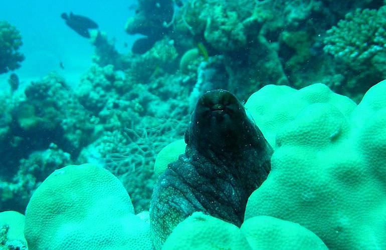 Fun Diving Safaga - Ganztägige Tauchfahrt mit 2 Tauchgängen