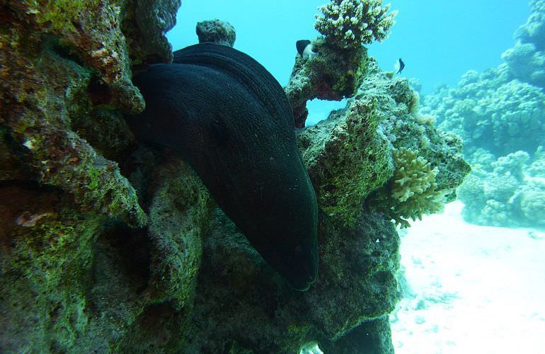 Fun Diving Safaga - Ganztägige Tauchfahrt mit 2 Tauchgängen