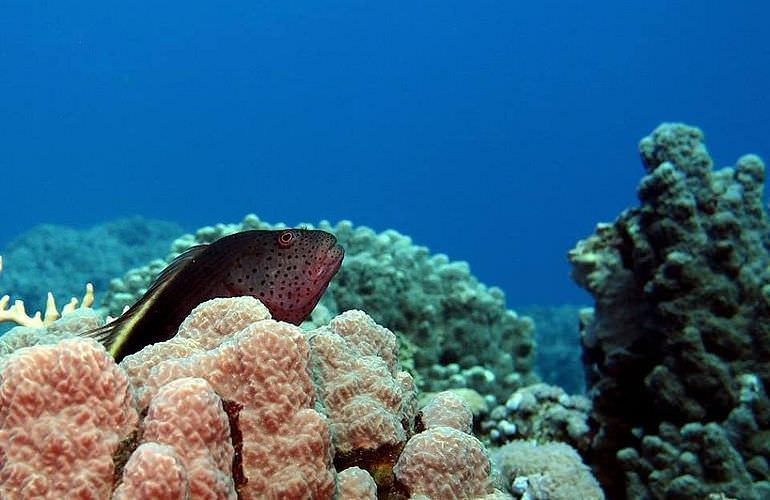 Fun Diving Safaga - Ganztägige Tauchfahrt mit 2 Tauchgängen