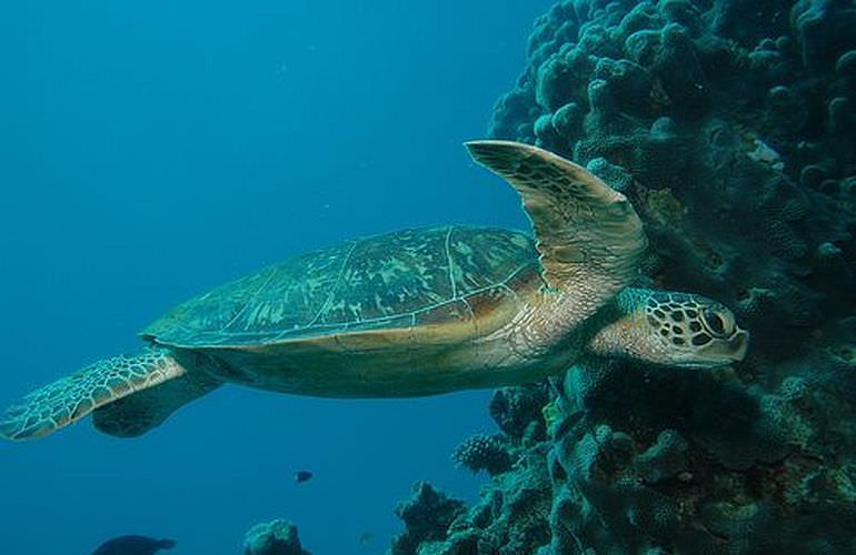 PADI Open Water Diver, der Einsteiger Tauchkurs in Safaga