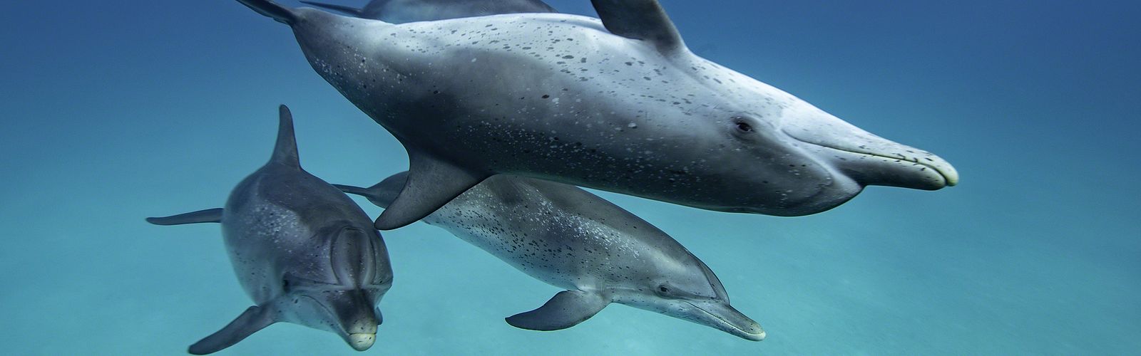 Die Top 5 Ausflüge zu den Delfinen 2023 | Delfin Tour Safaga